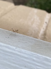 Miomantis caffra