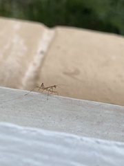 Miomantis caffra