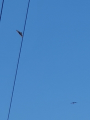 Parabuteo unicinctus unicinctus