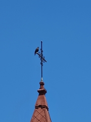 Parabuteo unicinctus unicinctus