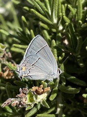 Strymon melinus