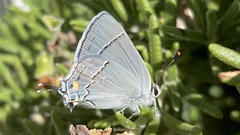 Strymon melinus