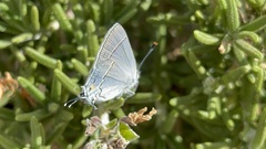 Strymon melinus
