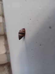 Bulimulus guadalupensis