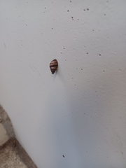 Bulimulus guadalupensis