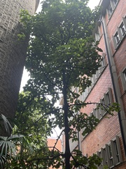 Ficus carica