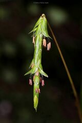 Alopecurus myosuroides