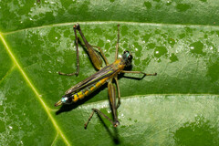 Eumastax