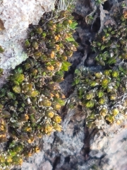 Nyholmiella obtusifolia