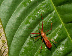 Ricolla quadrispinosa