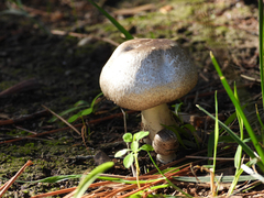 Pseudochitonia