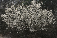 Prunus mexicana