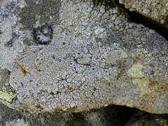 Pertusaria