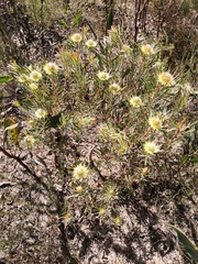 Protea scolymocephala