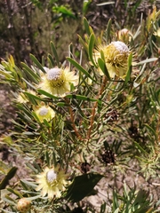 Protea scolymocephala