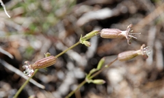 Silene lemmonii