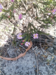 Lachnaea grandiflora
