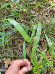Paspalum langei