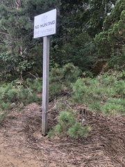 Pinus