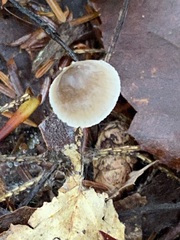 Mycena filopes