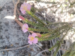 Lachnaea grandiflora