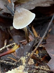 Mycena filopes