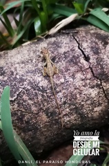 Anolis mccraniei