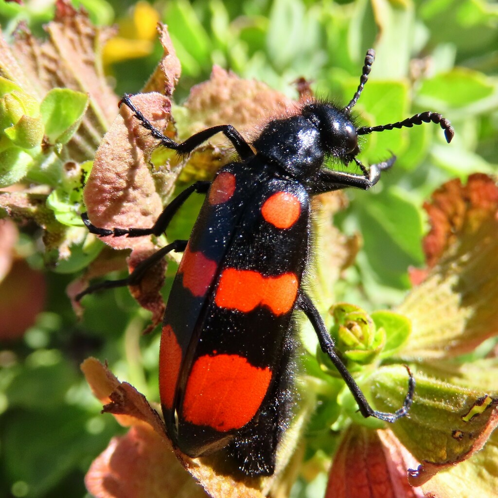 Hycleus lavaterae