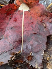 Mycena filopes