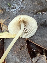 Mycena filopes