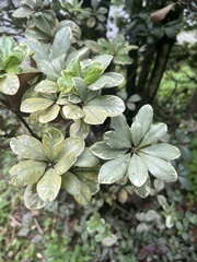 Ligustrum ovalifolium