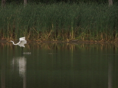 Ardea alba