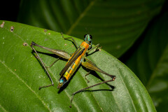 Eumastax