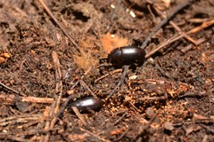 Uloma tenebrionoides