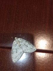 Epirrita dilutata