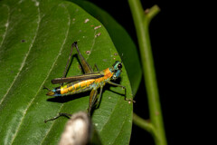 Eumastax