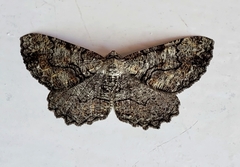 Cymatophora approximaria