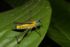 Eumastax