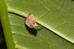 Bothriocera