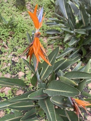Strelitzia