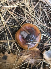 Cortinarius mucosus