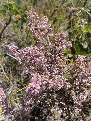 Erica hirtiflora
