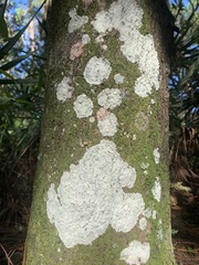 Cryptothecia striata