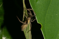 Larinia