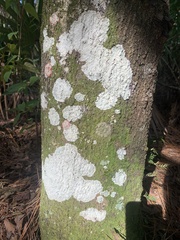 Cryptothecia striata