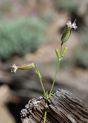 Silene lemmonii