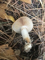 Cortinarius mucosus