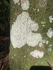 Cryptothecia striata