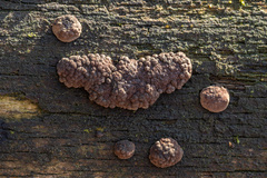 Jackrogersella multiformis