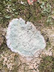 Cryptothecia striata